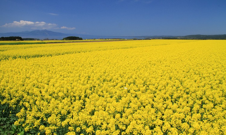Rape Blossom Festival In Yokohama