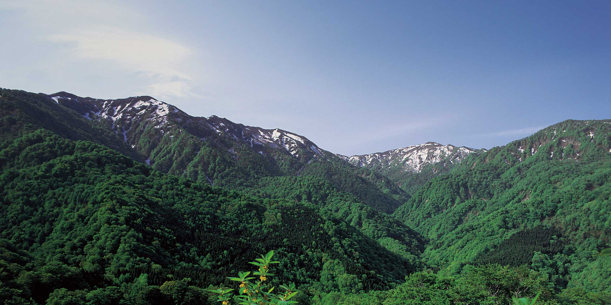 The Symbiotic Forest, World Natural Heritage Site Shirakami Sanchi