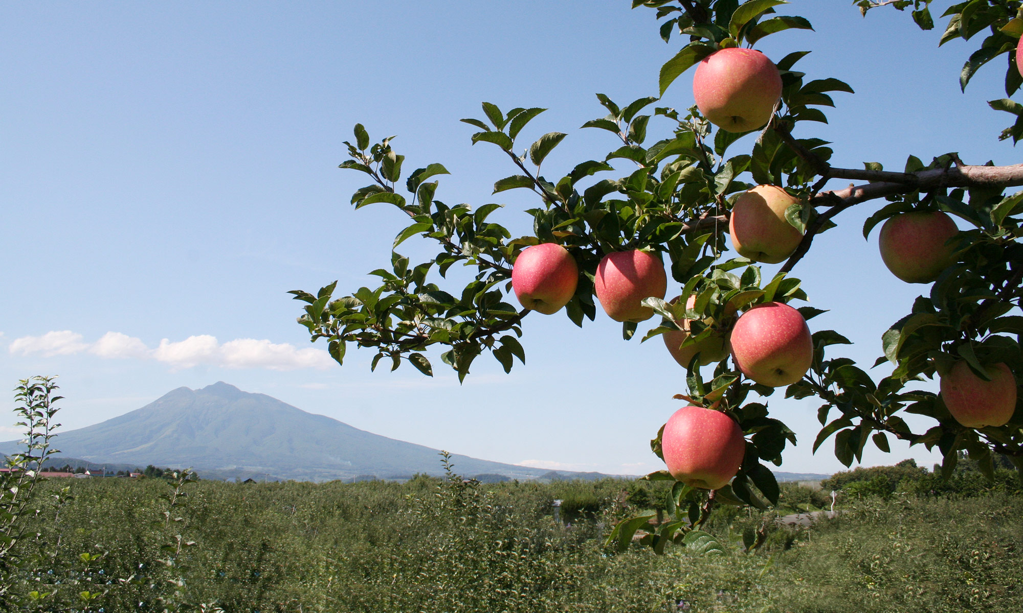Blue forest make up the story of human and apples.