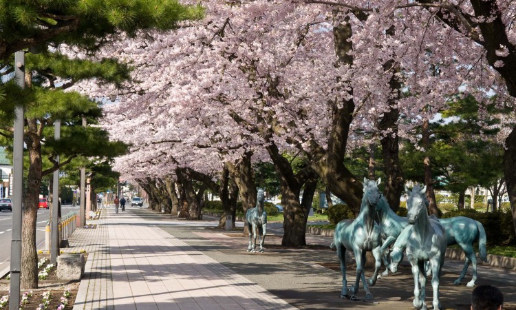 cherry blossoms Aomori