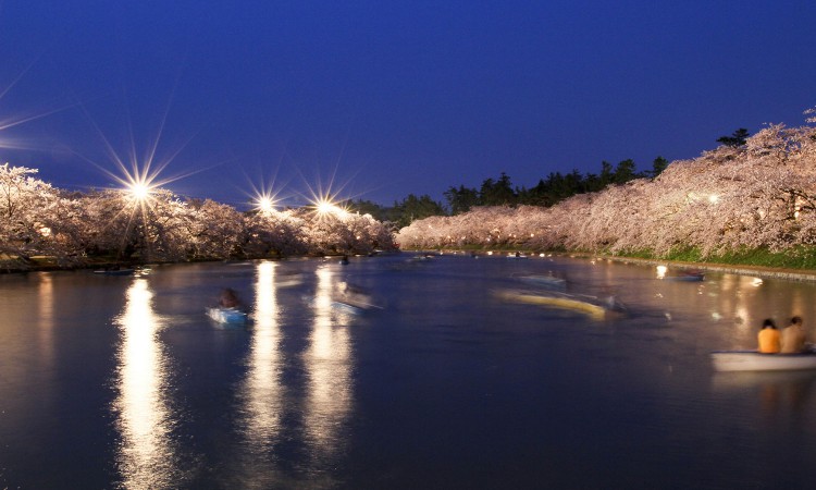 Sakura to see at night