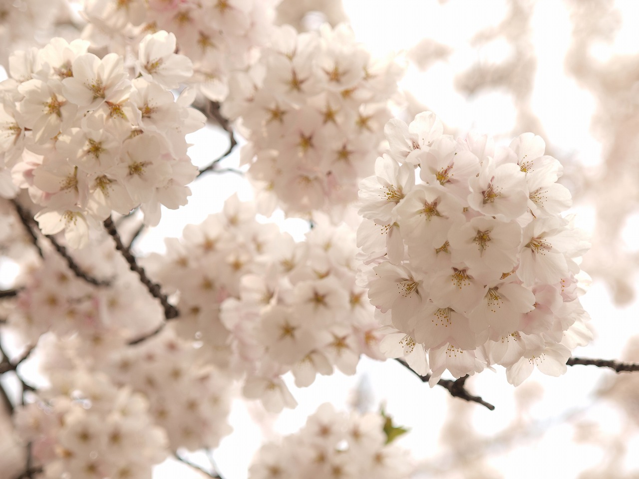 Stunning cherry blossoms in Aomori!