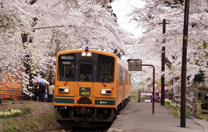 Kanagi Cherry Festival