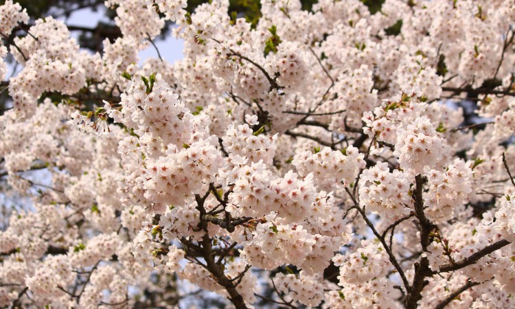 Sakura in Aomori