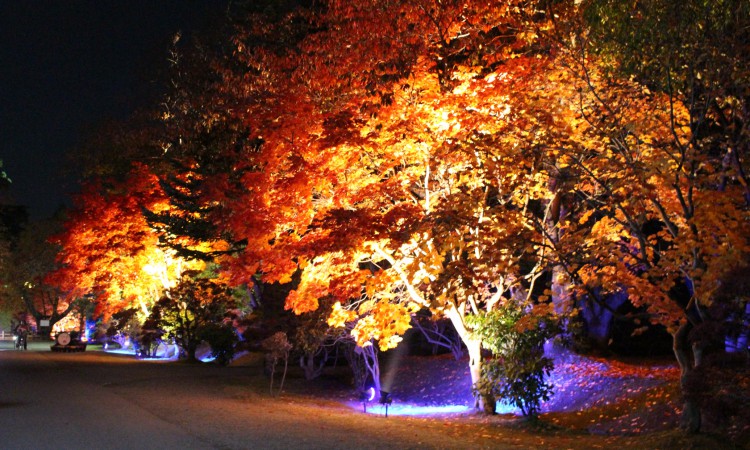 Hirosaki Castle Chrysanthemum and Autumn Foliage Festival 2016