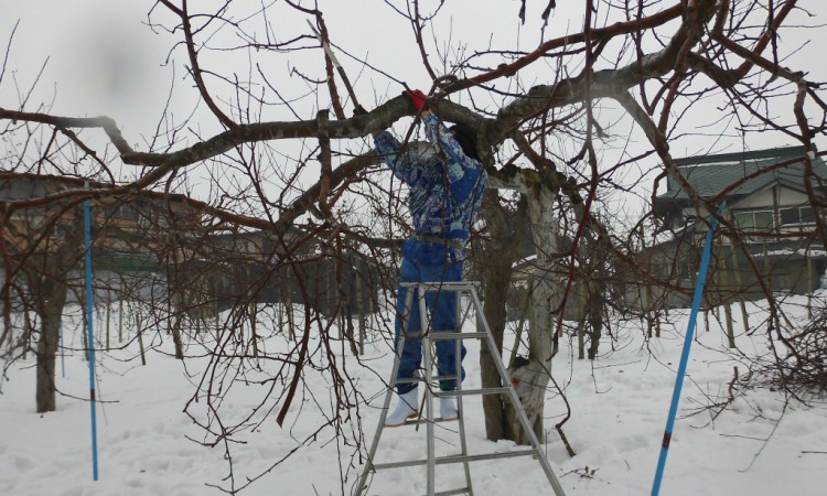 Training and Pruning