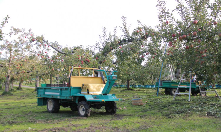 “Delicious Apple” Farming