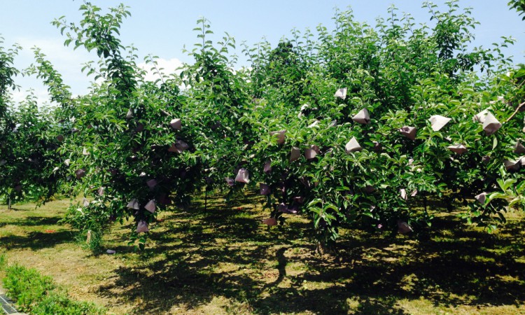 Stripping Leaves and Turning Apples: September through November