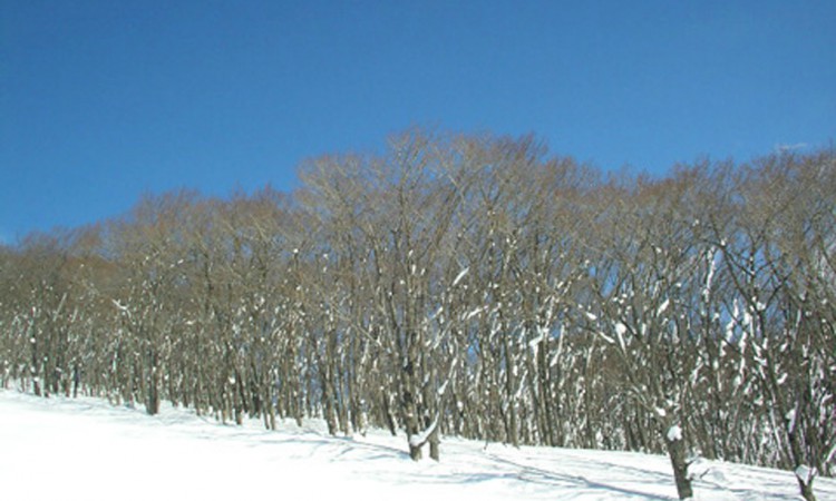 Iwakisan Hyakuzawa Ski Resort