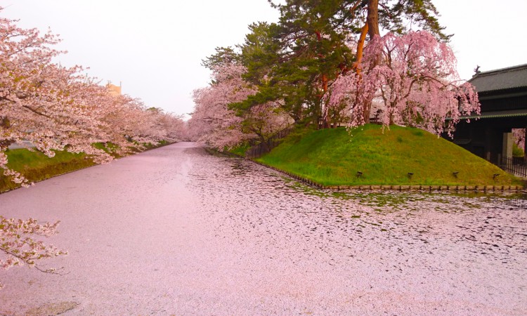 Hirosaki Cherry Blossom Festival
