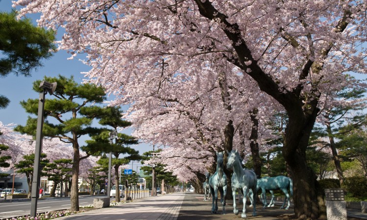 Towada City Spring Festival