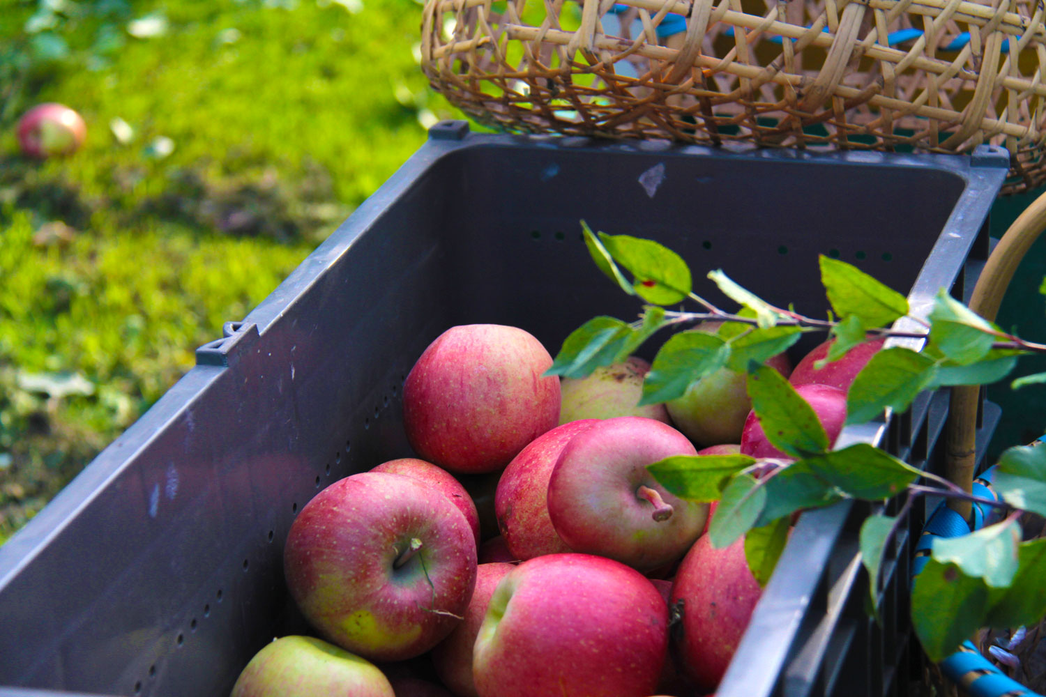 Apple Picking in Aomori 2017