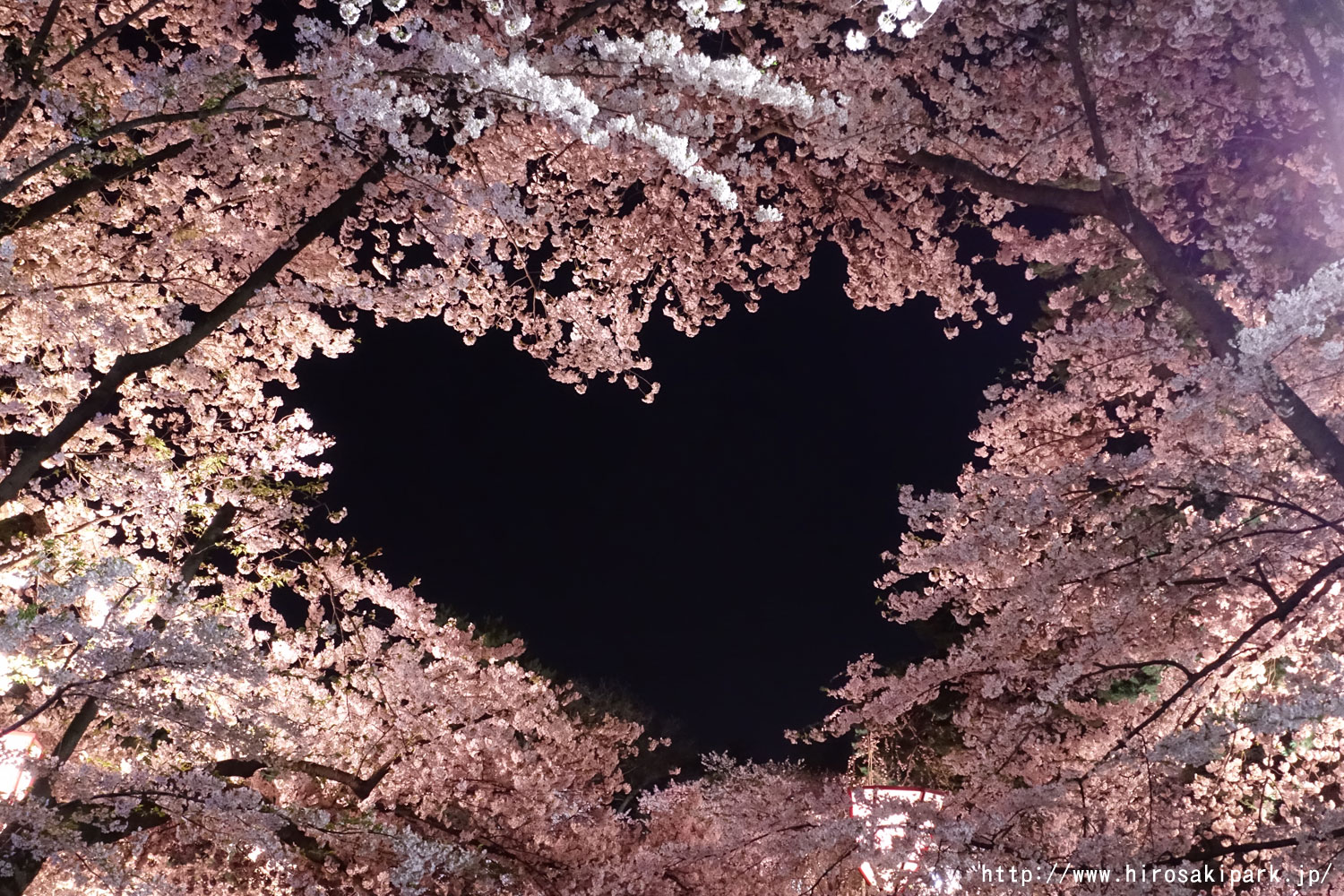 Cherry Blossoms information in Aomori,2017